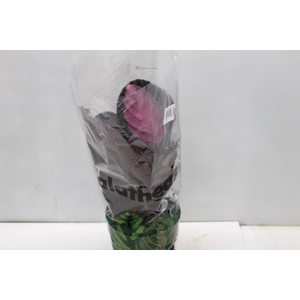 CALATHEA ROSEA PICTA CRIMSON P17