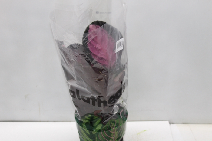 <h4>CALATHEA ROSEA PICTA CRIMSON P17</h4>