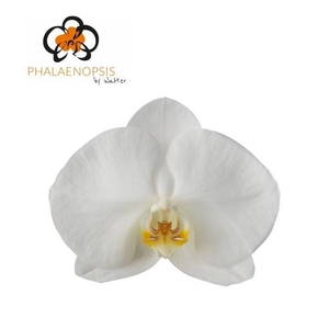 Phal Alba Royale x 25
