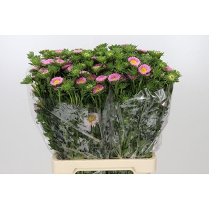 Callistephus Matsumoto Light Pink