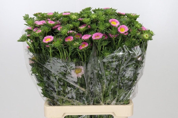 <h4>Callistephus Matsumoto Light Pink</h4>