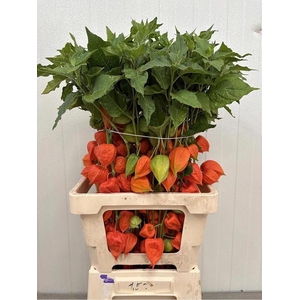 PHYSALIS LAMPION TAK