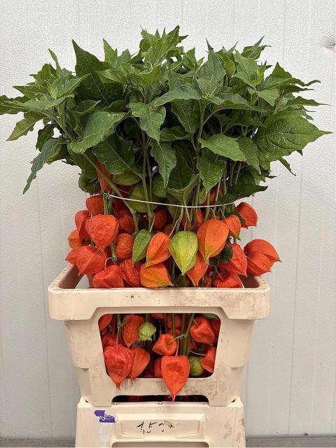 <h4>PHYSALIS LAMPION TAK</h4>
