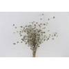 Dried Wheep Bamboo Platinum Bunch Slv