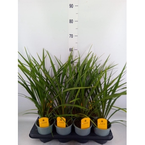 Cordyline indivisa 'Peko'