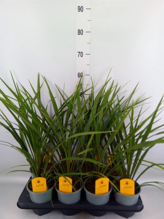 <h4>Cordyline indivisa 'Peko'</h4>