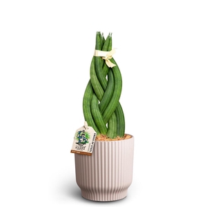 SANSEVIERIA CYLINDRICA P10 NORDIC L BRAID