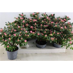 Rhodo Si Fr Scherre