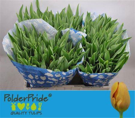 <h4>Tu En Morgana</h4>