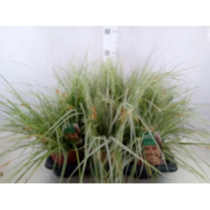 Carex oshimensis 'Everest'