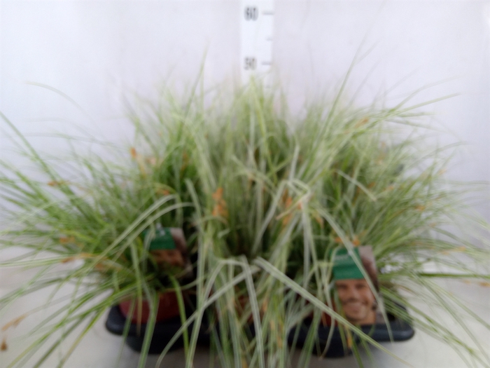 <h4>Carex oshimensis 'Everest'</h4>