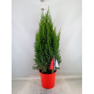 Juniperus chinensis 'Stricta'