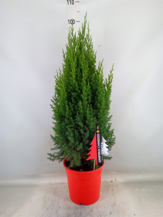 <h4>Juniperus chinensis 'Stricta'</h4>