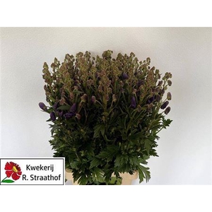 Aconitum Car Arendsii