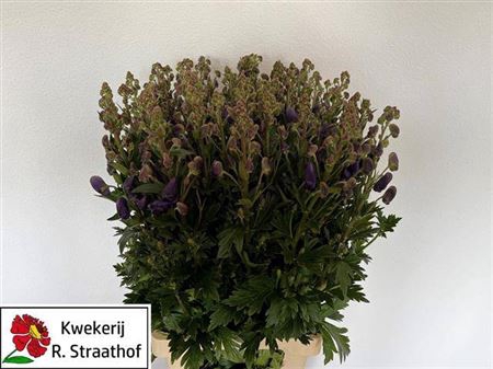<h4>Aconitum Car Arendsii</h4>