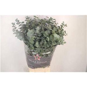 Euc Cinerea Per Bunch 300 Gram