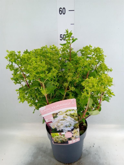<h4>Hydrangea pan.</h4>