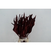 DF Strelitzia Leaf Bordeaux