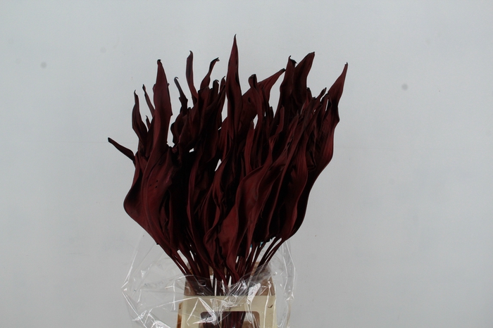 DF Strelitzia Leaf Bordeaux