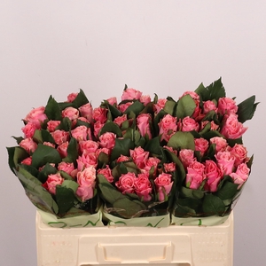 R GR LIGH P TACAZZI+