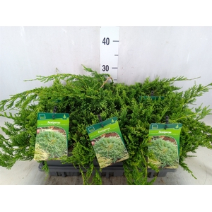 Juniperus horizont. 'Wiltonii '