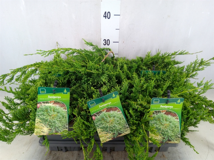 <h4>Juniperus horizont. 'Wiltonii '</h4>