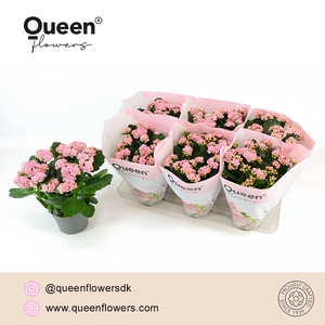 Kalanchoe Lillian Licht Roze P14 Queen