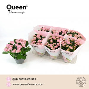 Kalanchoe Lillian Licht Roze P14 Queen