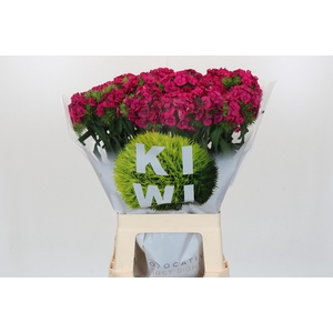 Dianthus Br Kiwi Fuchsia XXL