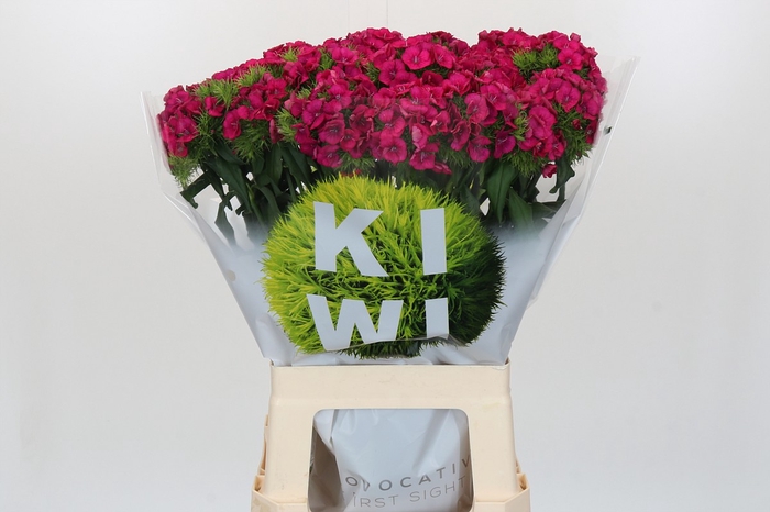 <h4>Dianthus Br Kiwi Fuchsia XXL</h4>