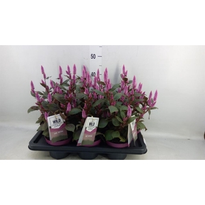 Celosia spic. 'Wild Pink'