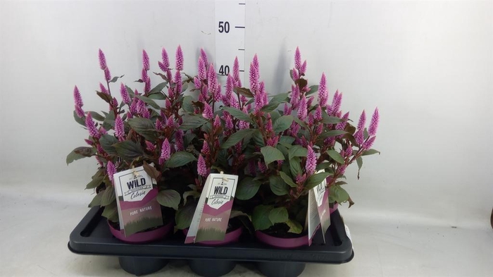 <h4>Celosia spic. 'Wild Pink'</h4>