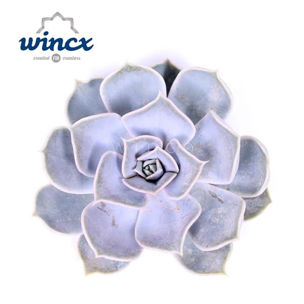 <h4>Echeveria Rinionii Cutflower</h4>