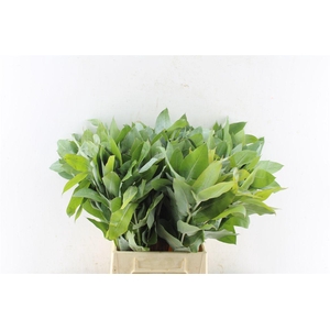 Euca Robusta Potlood Per Stem