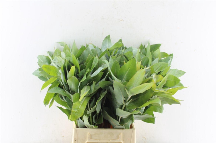 <h4>Euca Robusta Potlood Per Stem</h4>