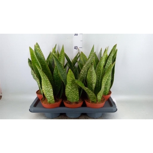 Sansevieria   ...