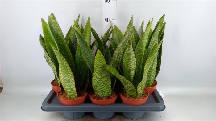 <h4>Sansevieria ...</h4>