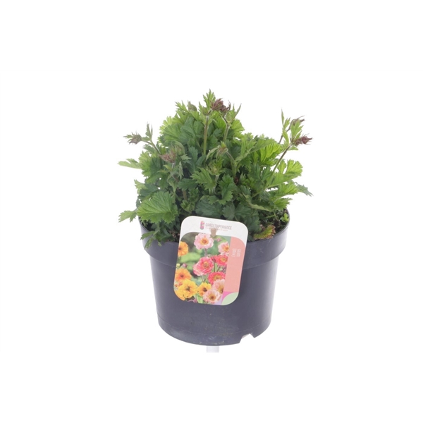 <h4>Geum coccineum Nonna</h4>
