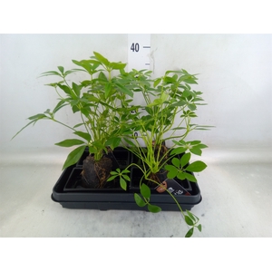 Arr.   Kamerplant Groen H%