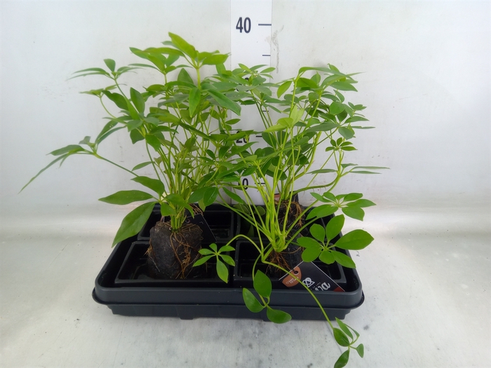 <h4>Arr.   Kamerplant Groen H%</h4>