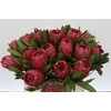 Protea Red Ice
