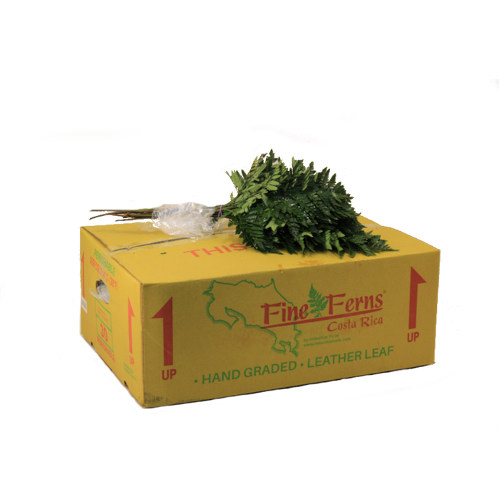 <h4>LEDERVAREN MEDIUM FINE FERNS</h4>