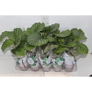 CALATHEA ORBIFOLIA P12