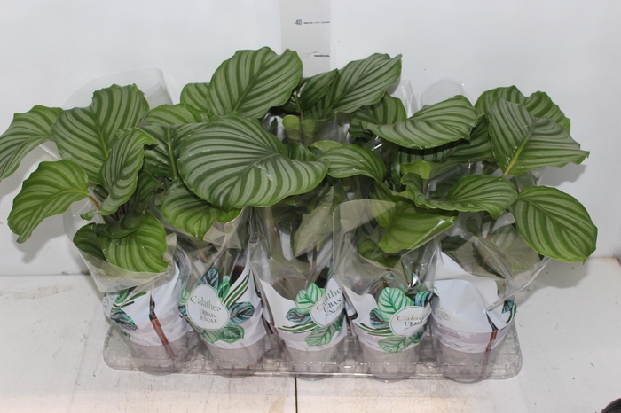 <h4>CALATHEA ORBIFOLIA P12</h4>