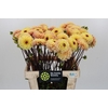 Dahlia Yellow Jill