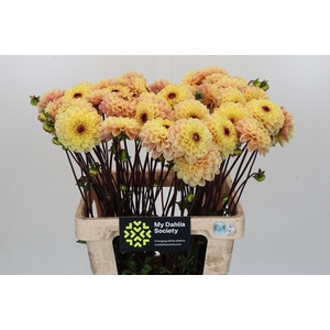 Dahlia Yellow Jill