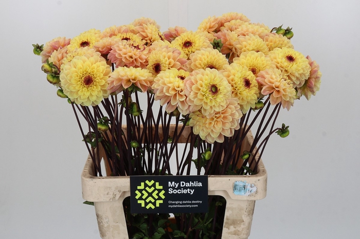<h4>Dahlia Yellow Jill</h4>