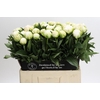 Paeonia Madame Claude Tain