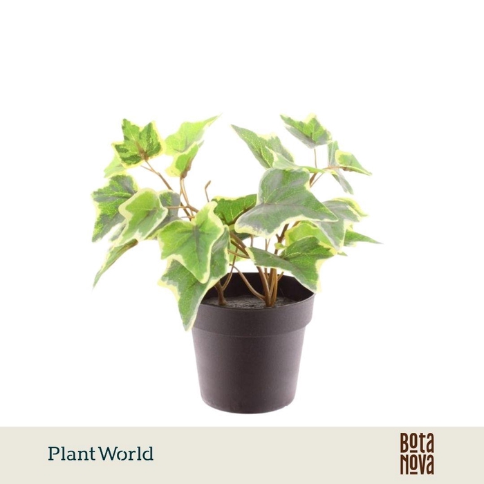 <h4>Artificial Hedera</h4>