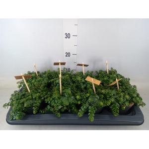 Sedum makinoi 'Kosmosje'